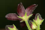 Maroon Carolina milkvine